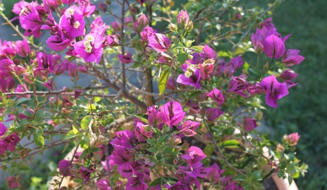 Villa Lilly